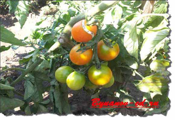 помидоры на даче