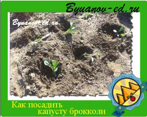 как посадить капусту брокколи