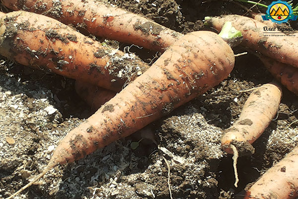 Морковь посадка и уход в открытом грунте в сибири