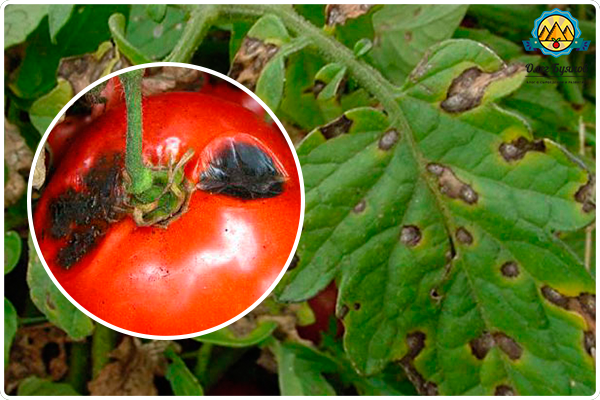 признаки фитофтороза томатов