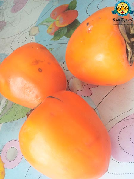 оранжевые фрукты