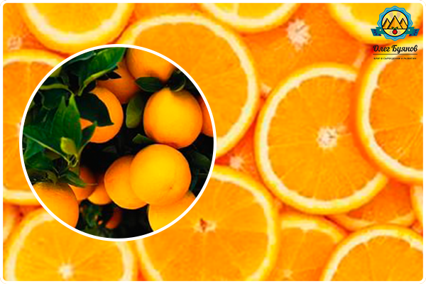 плоды апельсина