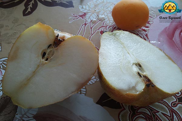 плод в разрезе на столе