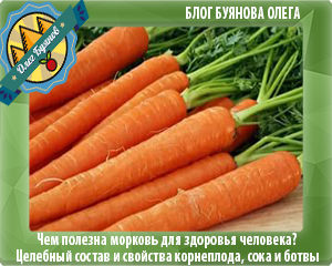 морковь корнеплод
