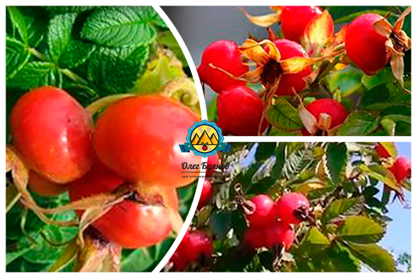 ягоды и плоды шиповника