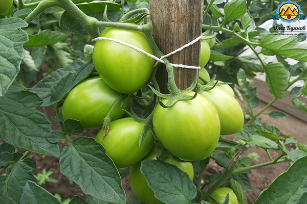 плоды помидоров