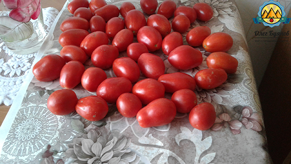 томаты на столе