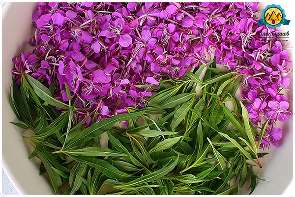 листья и цветки иван-чая