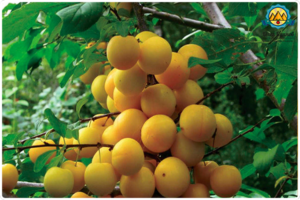 жёлтые плоды