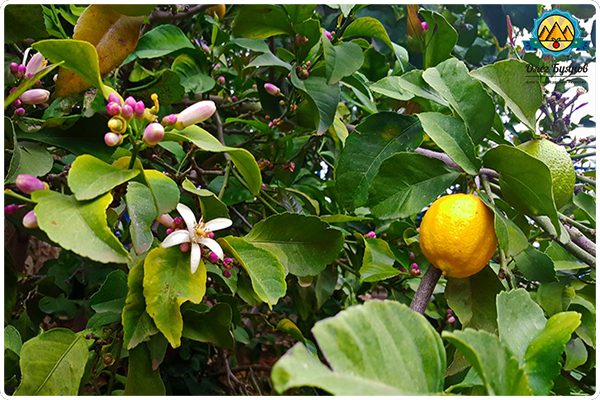 дерево лимонное