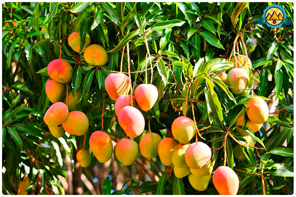 плоды манго