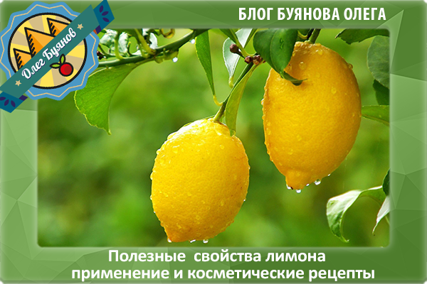 плоды лимона на ветке